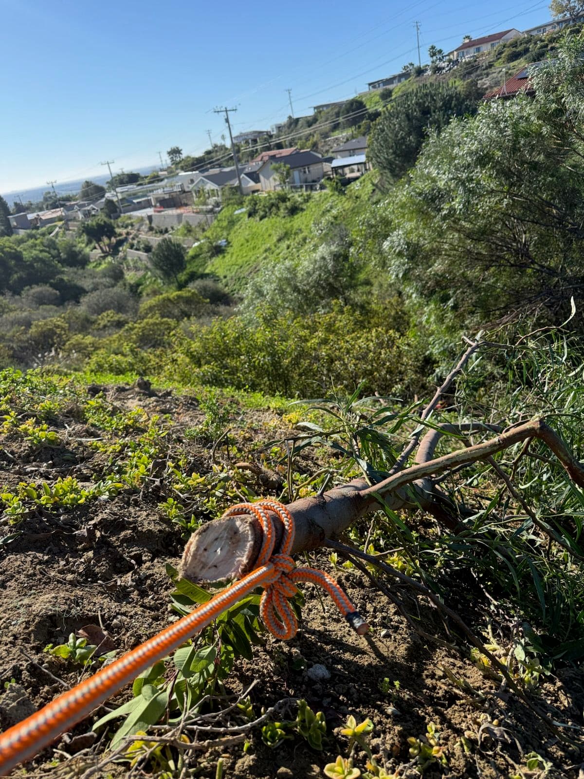 Safe Brush Removal on Cliff Street image